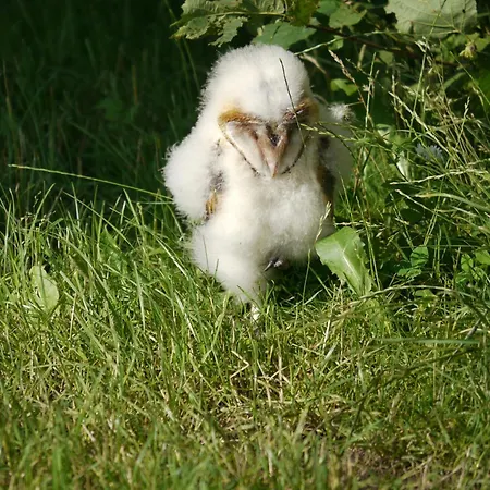 Historisches Haus Uhlenhorst Dom wakacyjny Trebel