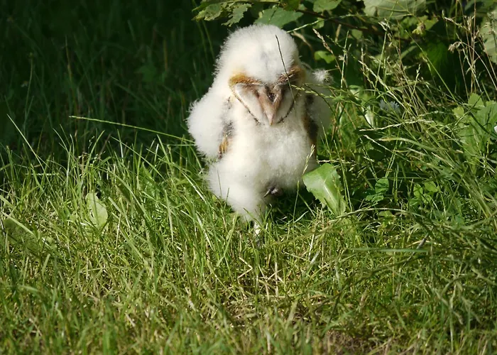 Historisches Haus Uhlenhorst Semesterbostad Trebel